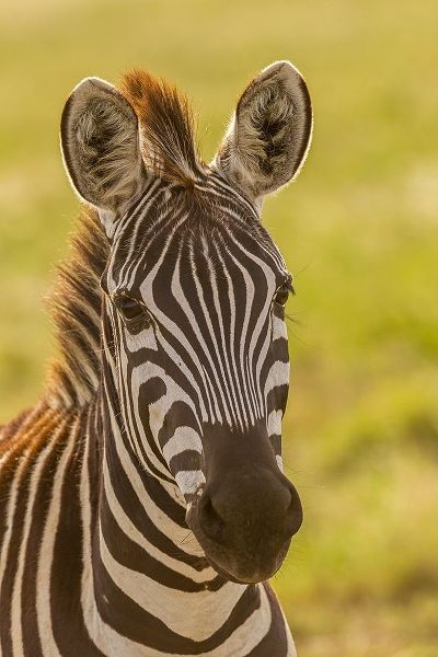 Africa-Tanzania-Serengeti National Park Close-up of young plains zebra